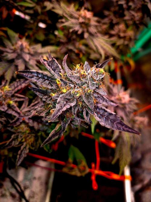 Fast buds (mini grow). Week 13