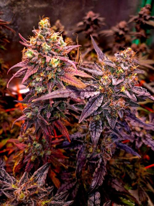 Fast buds (mini grow). Week 13