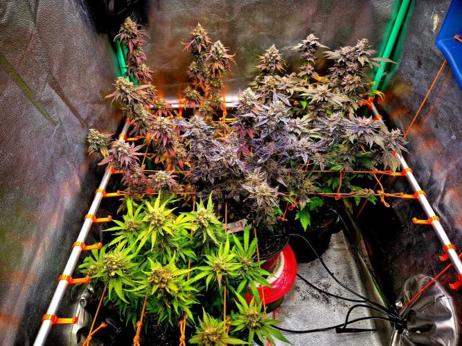 Fast buds (mini grow). Week 13