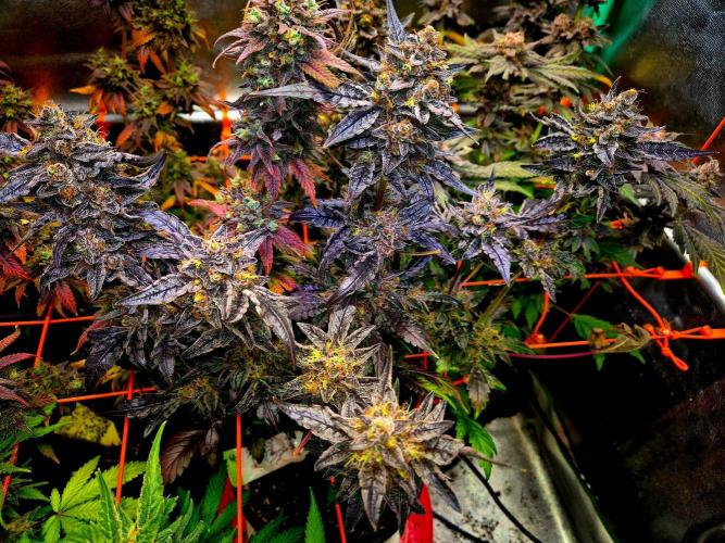 Fast buds (mini grow). Week 13