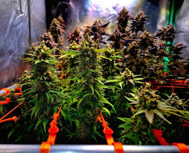 Wedding Cake (CCG) Sensible Seeds. Week 16