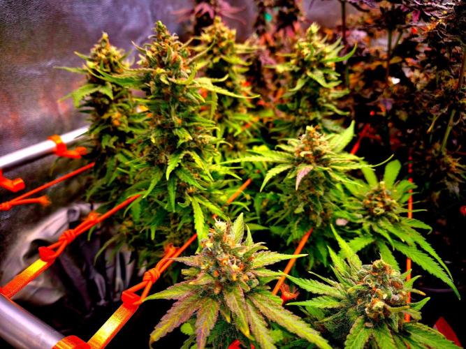 Wedding Cake (CCG) Sensible Seeds. Week 16