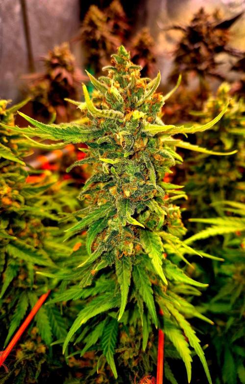 Wedding Cake (CCG) Sensible Seeds. Week 16