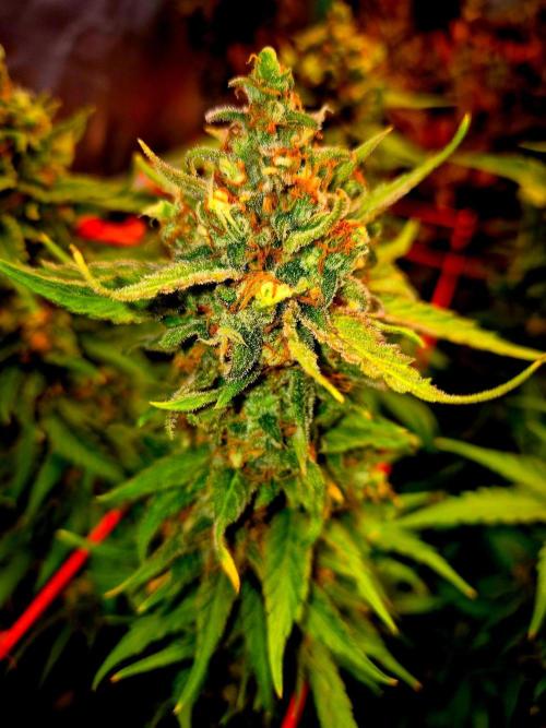 Wedding Cake (CCG) Sensible Seeds. Week 16