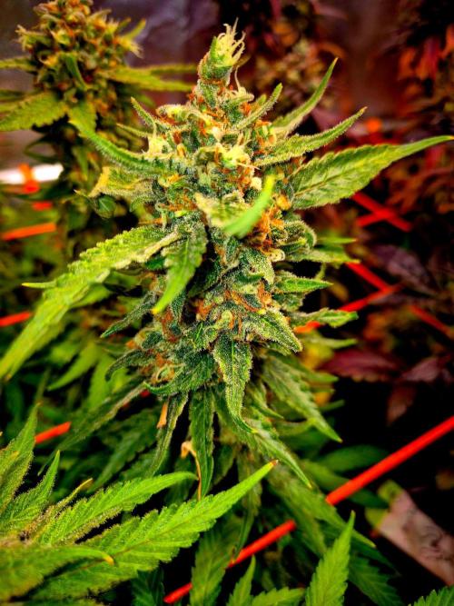 Wedding Cake (CCG) Sensible Seeds. Week 16