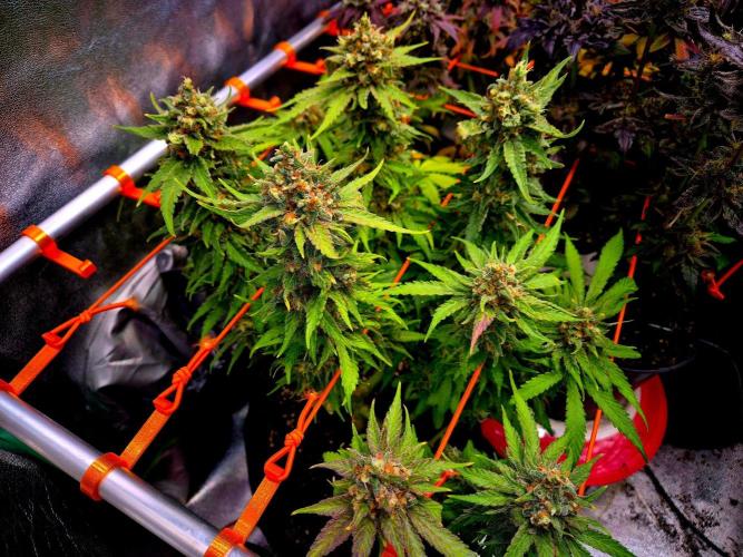 Wedding Cake (CCG) Sensible Seeds. Week 16
