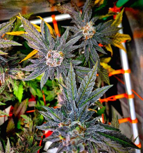 Papaya Stank (Elfi). Week 16
