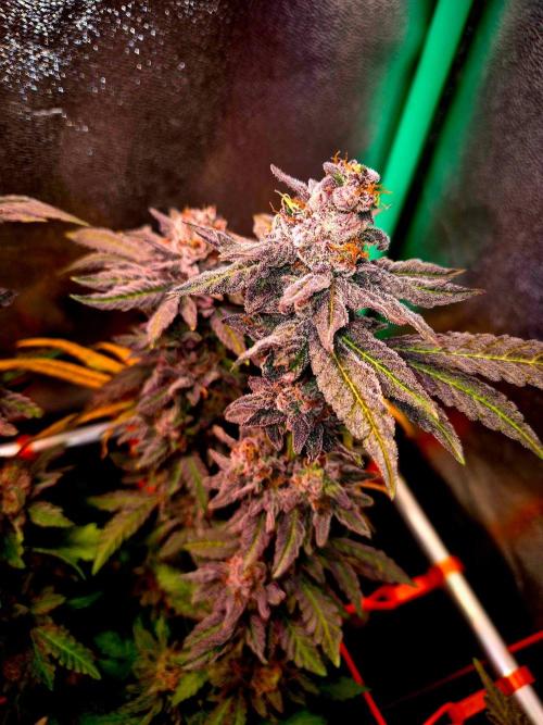 Papaya Stank (Elfi). Week 16