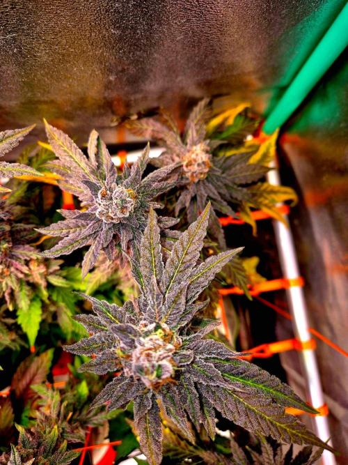 Papaya Stank (Elfi). Week 16