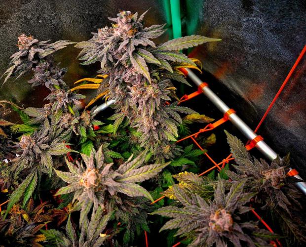 Papaya Stank (Elfi). Week 16