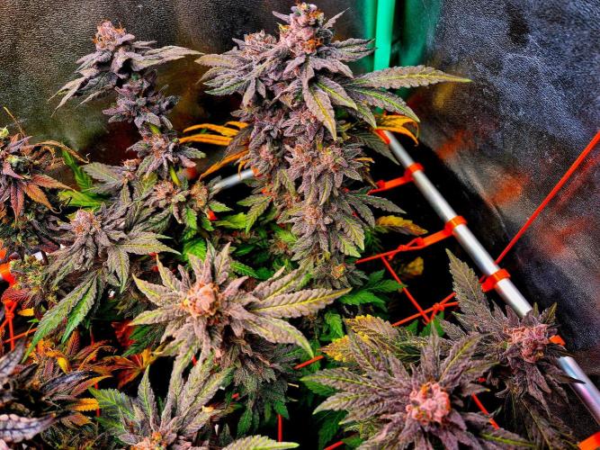 Papaya Stank (Elfi). Week 16