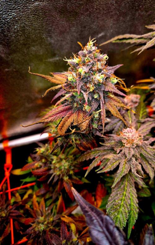 Pink Rozay Original Sensible Seeds. Week 16