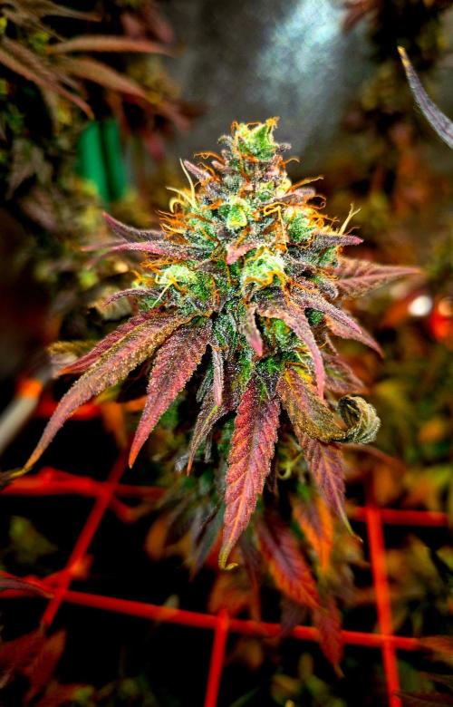 Pink Rozay Original Sensible Seeds. Week 16