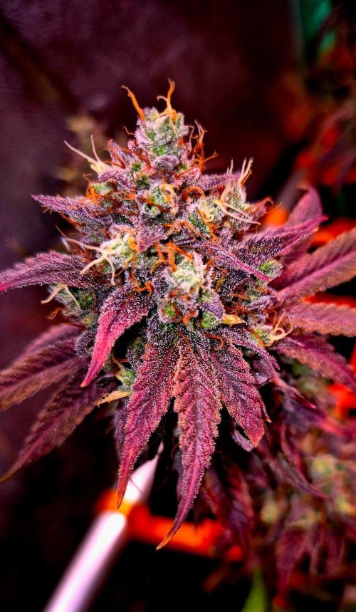 Pink Rozay Original Sensible Seeds. Week 16