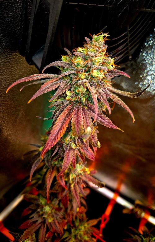 Pink Rozay Original Sensible Seeds. Week 16