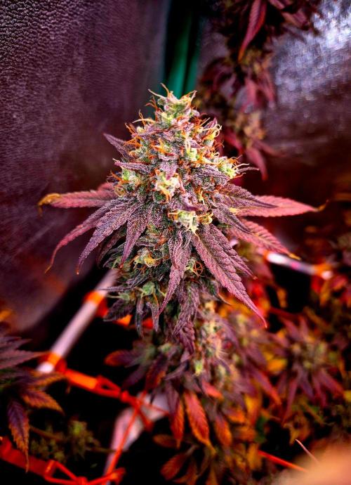 Pink Rozay Original Sensible Seeds. Week 16