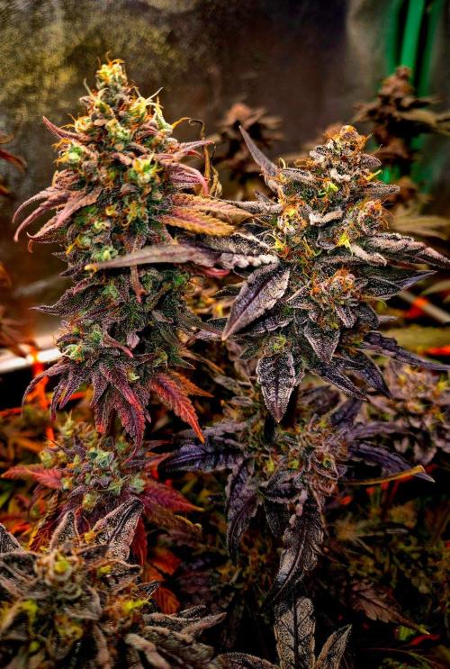 Pink Rozay Original Sensible Seeds. Week 16