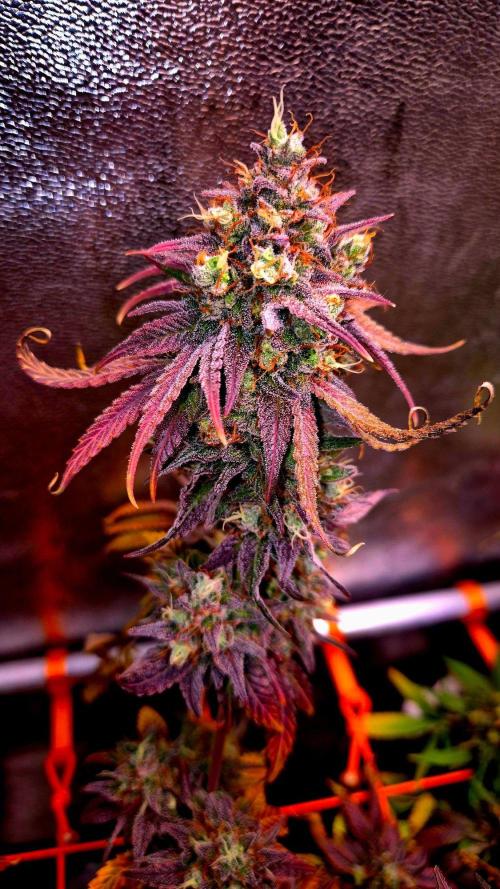 Pink Rozay Original Sensible Seeds. Week 16