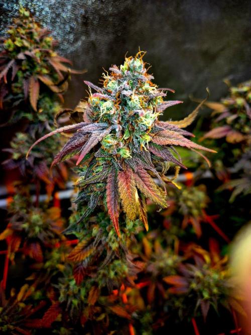 Pink Rozay Original Sensible Seeds. Week 16