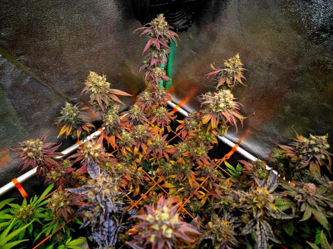 Pink Rozay Original Sensible Seeds. Week 16