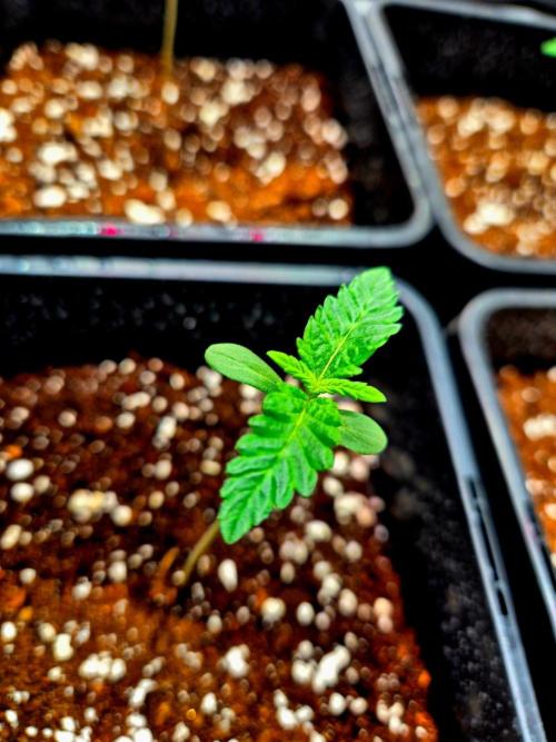 Mental Rainbow (CCG) Sweet Seeds. Week 1