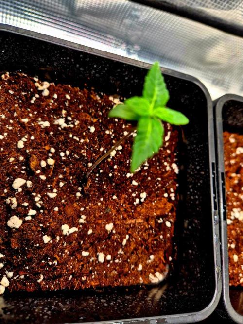 Mental Rainbow (CCG) Sweet Seeds. Week 1