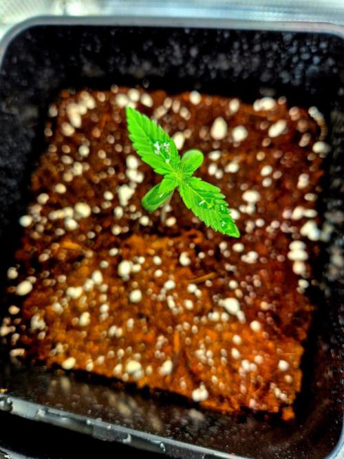 California Indica (CCG) Sensi-Seeds. Week 1