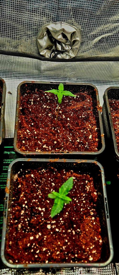 Mental Rainbow (CCG) Sweet Seeds. Week 1