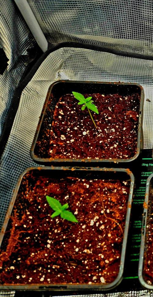 California Indica (CCG) Sensi-Seeds. Week 1