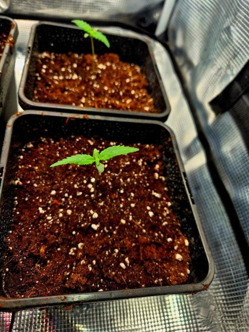 FutureFrost. Week 1