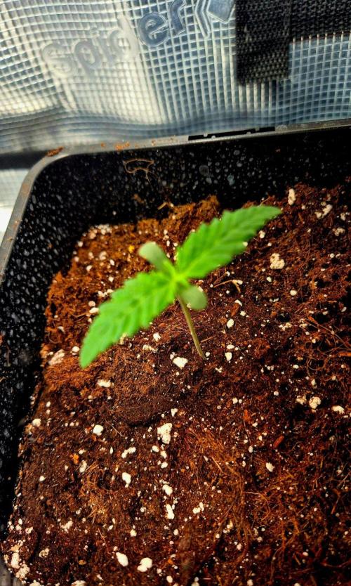 Future Frost by Holy Jeremaiah Genetics. Week 1
