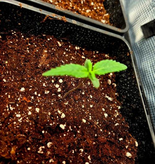 Future Frost by Holy Jeremaiah Genetics. Week 1