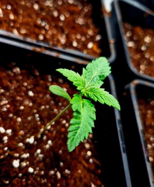 Mental Rainbow (CCG) Sweet Seeds. Week 1
