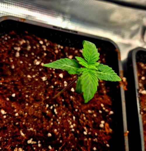 Mental Rainbow (CCG) Sweet Seeds. Week 1