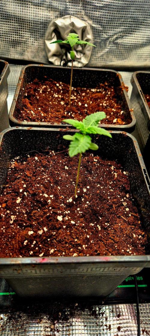 Mental Rainbow (CCG) Sweet Seeds. Week 1