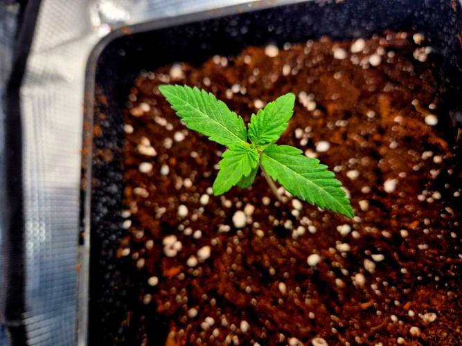 California Indica (CCG) Sensi-Seeds. Week 1