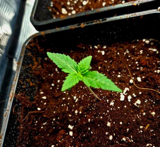 California Indica (CCG) Sensi-Seeds. Week 1