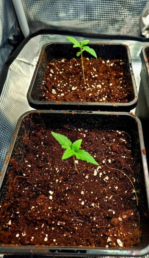 California Indica. Week 1