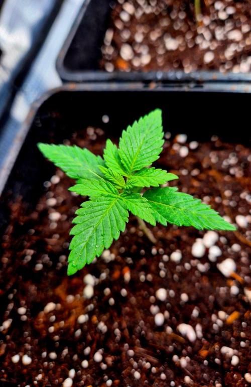 California Indica (CCG) Sensi-Seeds. Week 2