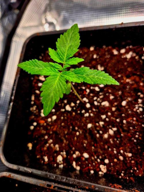 California Indica (CCG) Sensi-Seeds. Week 2
