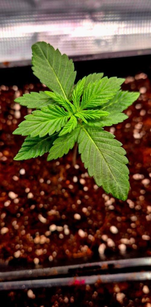 Mental Rainbow (CCG) Sweet Seeds. Week 2