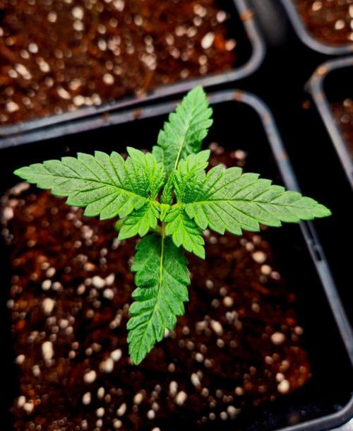 Mental Rainbow (CCG) Sweet Seeds. Week 2