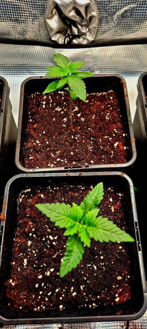 Mental Rainbow (CCG) Sweet Seeds. Week 2