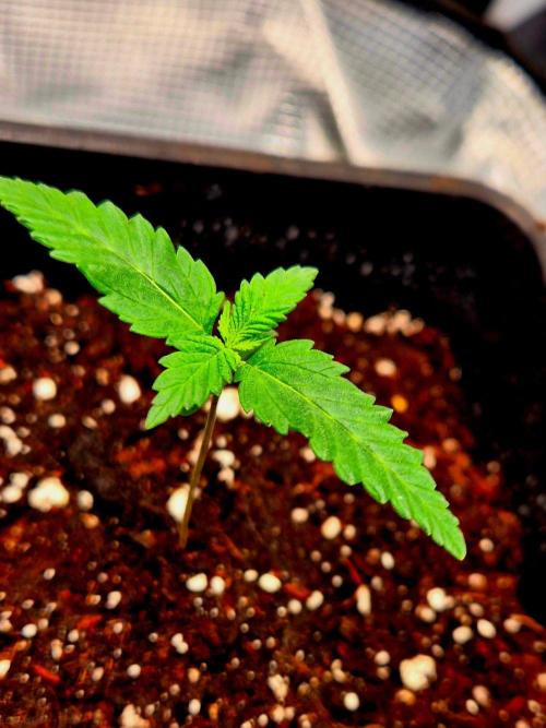 Future Frost by Holy Jeremaiah Genetics. Week 2