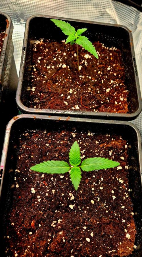 Future Frost by Holy Jeremaiah Genetics. Week 2