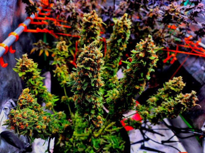 Wedding Cake (CCG) Sensible Seeds. Week 17