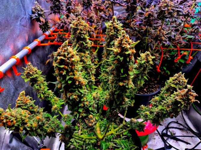 Wedding Cake (CCG) Sensible Seeds. Week 17