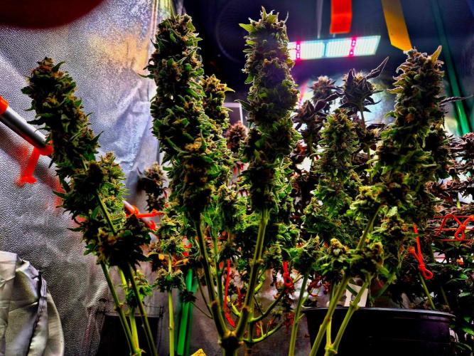 Wedding Cake (CCG) Sensible Seeds. Week 17