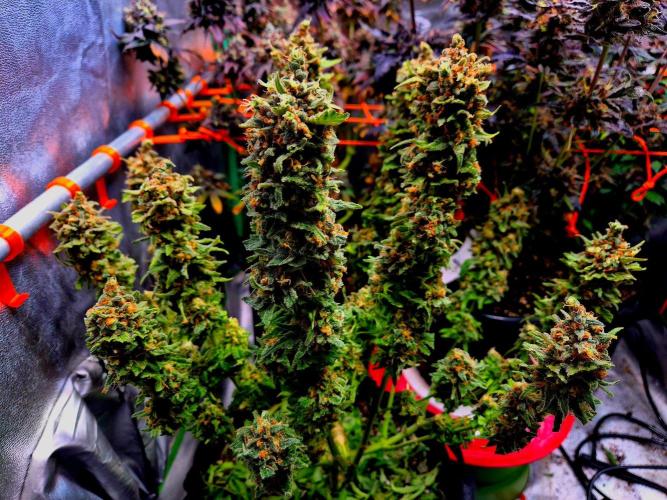Wedding Cake (CCG) Sensible Seeds. Week 17