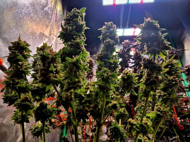 Wedding Cake (CCG) Sensible Seeds. Week 17